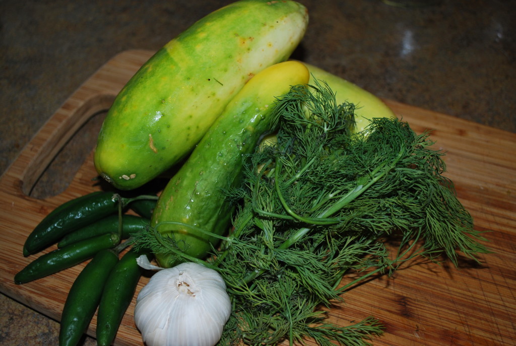 Pickles...the beginning...